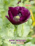 GardenShaman.eu - Opium Poppy - Papaver somniferum After Midnight seeds seeds