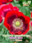 GardenShaman.eu - Pavot somnifère - Papaver somniferum Cherry Glow seeds Graines