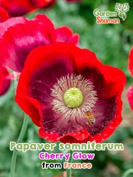 GardenShaman.eu - Papoila do ópio - Papaver somniferum Cherry Glow sementes