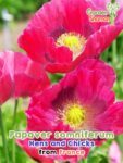 GardenShaman.eu - Papaver somniferum Hens and Chicks