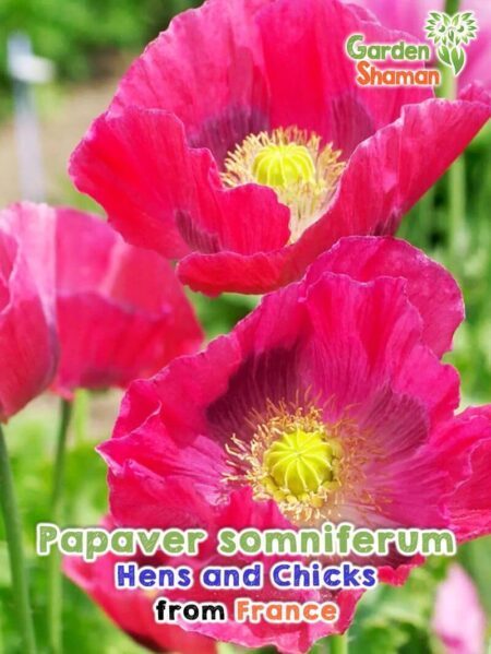 GardenShaman.eu - Pavot somnifère - Papaver somniferum Hens and Chicks seeds Graines