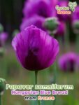 GardenShaman.eu – Papaver somniferum Hungarian Blue Bread