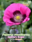 GardenShaman.eu – Papaver somniferum Laurens Grape