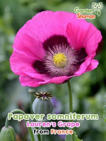 GardenShaman.eu - Schlafmohn - Papaver somniferum Lauren's Grape seeds Samen