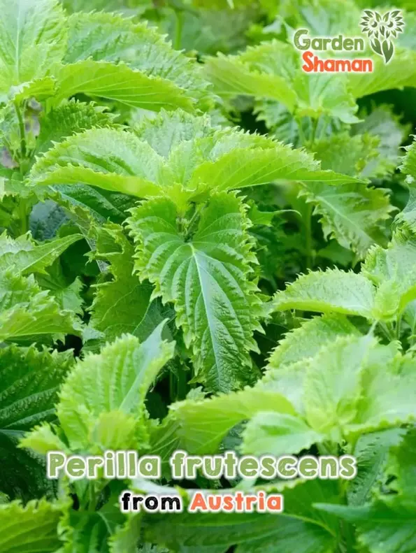 GardenShaman.eu Perilla frutescens Shiso semillas de hojas de sésamo Semillas