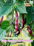 GardenShaman.eu Phaseolus vulgaris "Judía Signora della Campagna" Runner Bean Seeds Semillas