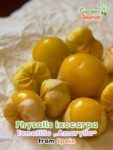 GardenShaman.eu – Physalis ixocarpa Tomatillo Amarylla