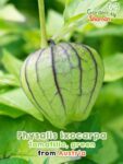 GardenShaman.eu – Physalis ixocarpa green husk