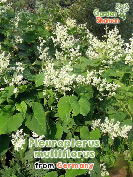 GardenShaman.eu - Pleuropterus multiflorus seeds Graines