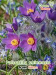 GardenShaman.eu – Pulsatilla chinensis