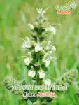 GardenShaman.eu - Salvia austriaca, Austrian Sage Seeds seeds