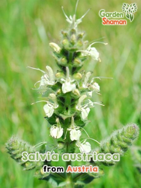 GardenShaman.eu - Salvia austriaca, Austrian Sage Seeds seeds