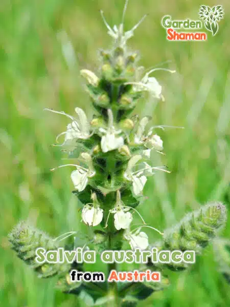 GardenShaman.eu - Salvia austriaca, Österreichischer Salbei Samen seeds