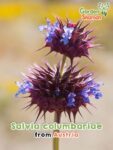 GardenShaman.eu - Kalifornische Chia Salvia columbariae Samen seeds