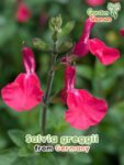 GardenShaman.eu - Salvia greggii