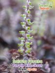 GardenShaman.eu - Salvia lyrata Purple Knockout seeds seeds sage