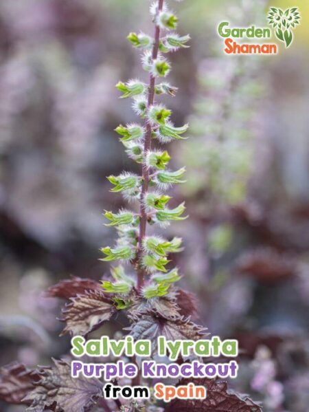 GardenShaman.eu - Salvia lyrata Purple Knockout graines sage