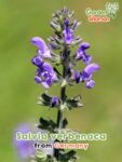 GardenShaman.eu – Salvia verbenaca