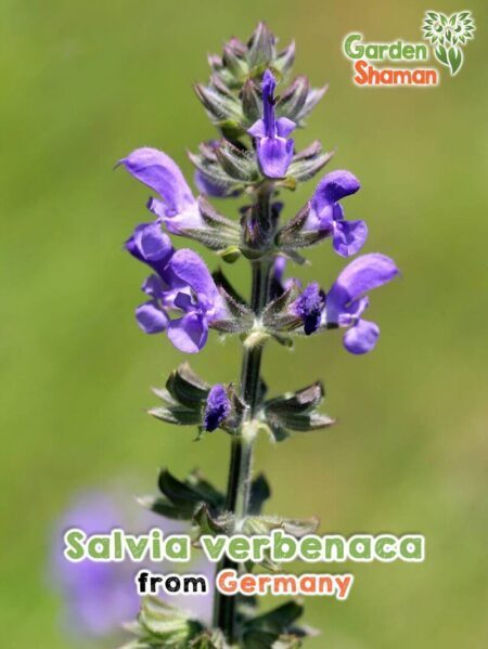 GardenShaman.eu Salvia verbenaca semi di salvia Seeds