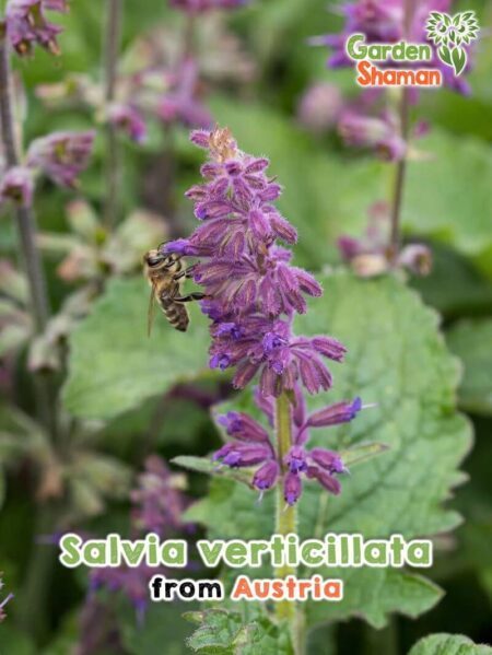 GardenShaman.eu - Salvia vertillicata Sauge à fleurs verticillées seeds Graines