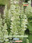 GardenShaman.eu – Salvia verticillata alba