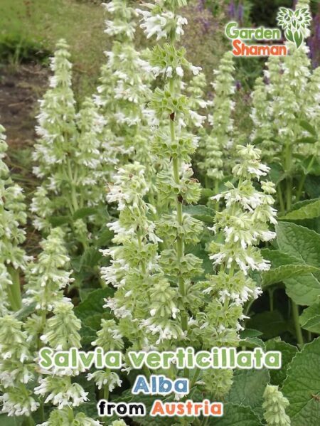 GardenShaman.eu - Salvia vertillicata alba Semillas de Salvia Verticilada Semillas