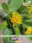 GardenShaman.eu – Sigesbeckia pubescens BLBP 01