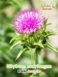 GardenShaman.eu - Milk thistle, Silybum marianum seeds seeds