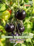 GardenShaman.eu – Solanum lycopersicum Black Cherry