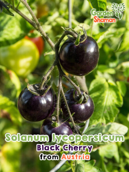 GardenShaman.eu - Tomate Black Cherry Solanum lycopersicum Graines