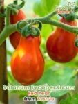 GardenShaman.eu - Tomato "Red Pear" Solanum lycopersicum seeds seeds