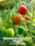 GardenShaman.eu – Solanum lycopersicum Tigerella