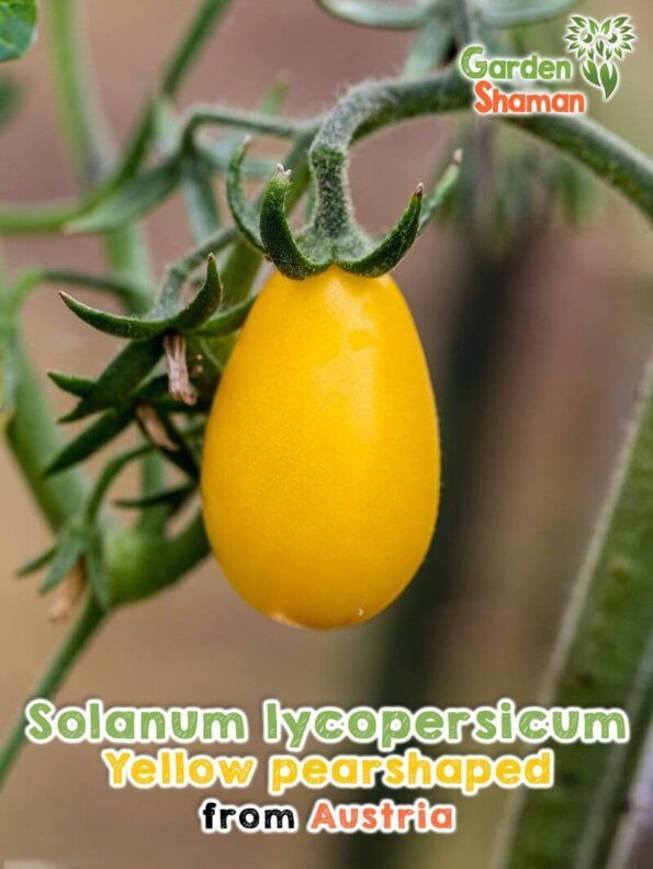 GardenShaman.eu - Yellow pear-shaped tomato, Solanum lycopersicum seeds, seeds