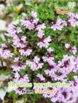 GardenShaman.eu - Tomillo, Quendel, Semillas de Thymus serpyllum, Semillas