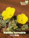 GardenShaman.eu – Tribulus terrestris