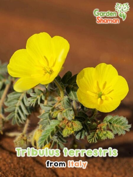 GardenShaman.eu - Tribulus terrestris seeds seeds