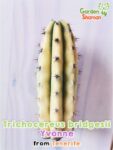 GardenShaman.eu - Trichocereus bridgesii Yvonne variegata variegada