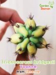 GardenShaman.eu – Trichocereus bridgesii Yvonne 1