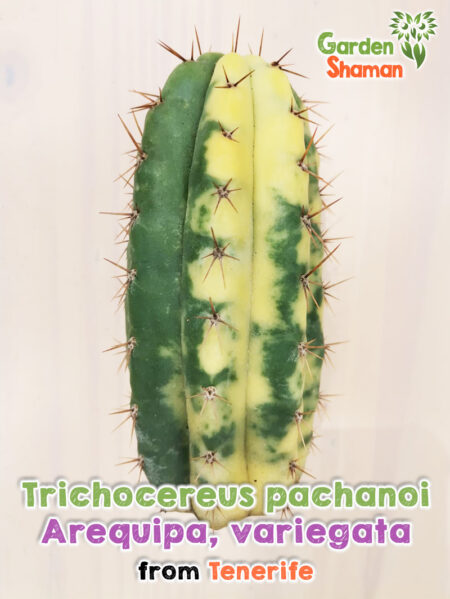 GardenShaman.eu - Trichocereus pachanoi Arequipa variegata Arequispe