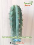 GardenShaman.eu – Trichocereus pachanoi Junin 1 – 2