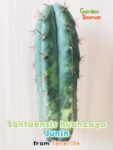 GardenShaman.eu - Santaensis huancayo variegata Junin Trichocereus Cactus