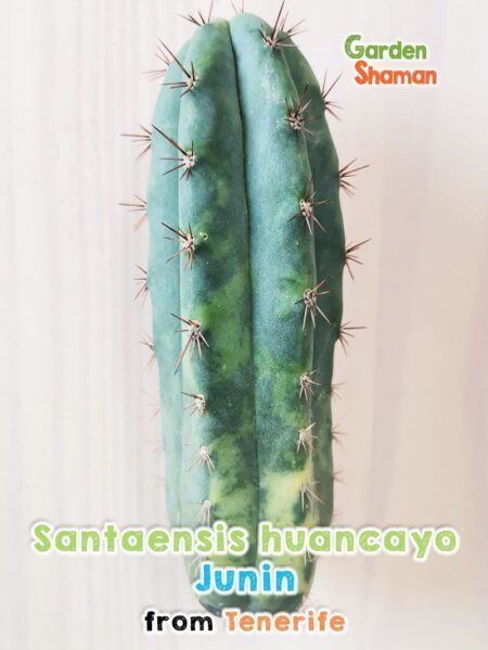 GardenShaman.eu - Cactus trichocereus Santaensis huancayo variegata Junin