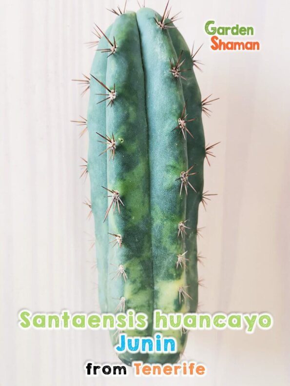 GardenShaman.eu - Santaensis huancayo variegata Junin Trichocereus Cactus