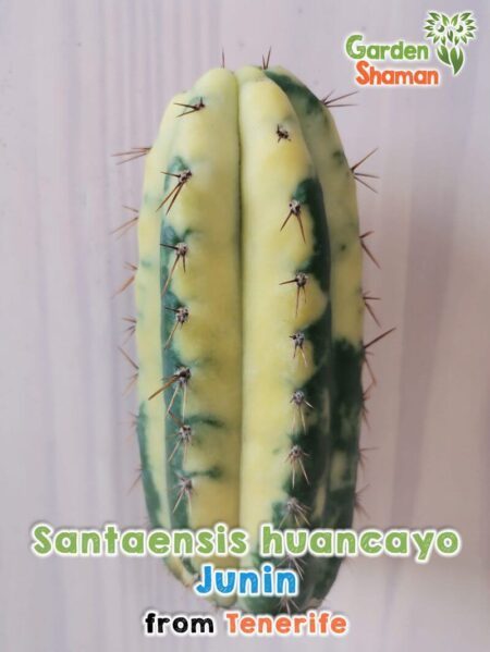 GardenShaman.eu - Santaensis huancayo variegata Junin Trichocereus Cactus variegated