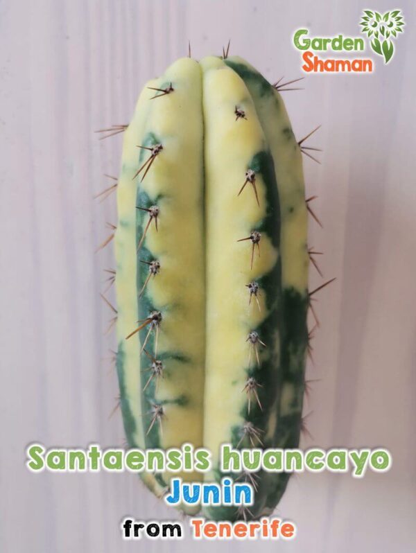 GardenShaman.eu - Santaensis huancayo variegata Junin Trichocereus Cactus variegato