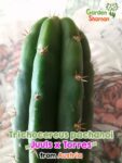 GardenShaman.eu – Trichocereus pachanoi Juuls x Torres 2