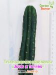 GardenShaman.eu - Trichocereus pachanoi Torres Juuls Kaktus cacti Echinopsis peruvianus