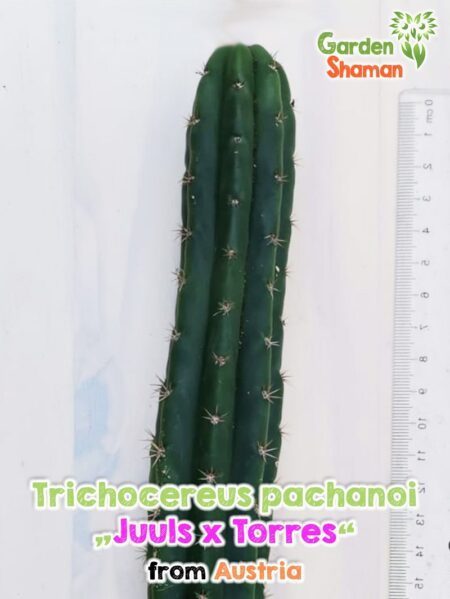 GardenShaman.eu - Trichocereus pachanoi Torres Juuls Cactus cactos Echinopsis peruvianus