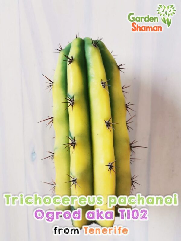 GardenShaman.eu - Trichocereus pachanoi Ogrod T102 variegata, variegata, monstre, crestata