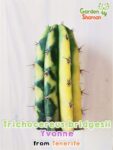 GardenShaman.eu - Trichocereus pachanoi Ogrod T102 variegata, variegado, monstruoso, com crista